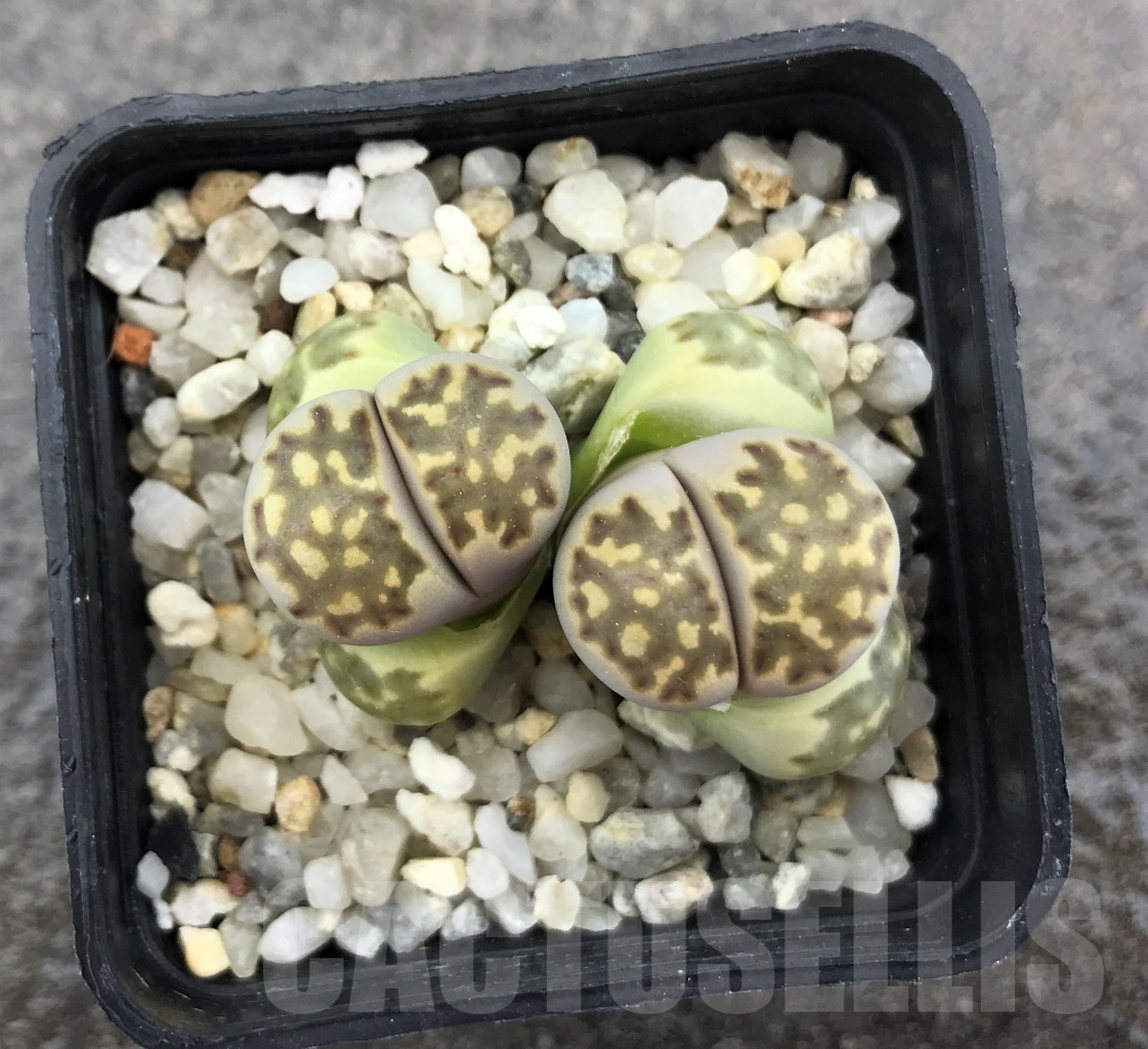 SHPR10275 Lithops julii ssp. fulleri v. brunnea C 179
