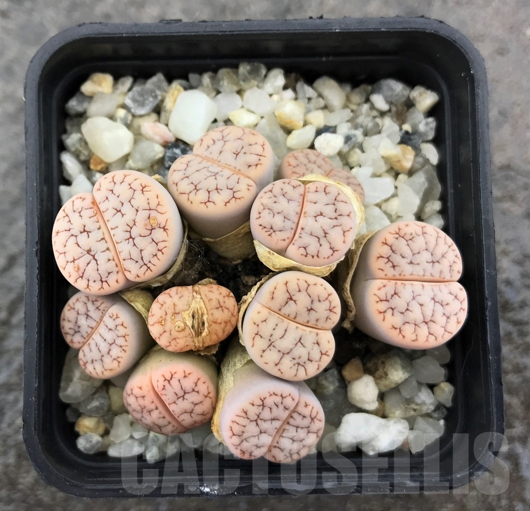 SHPR10276 Lithops gracilidelineata v. brandbergensis C383