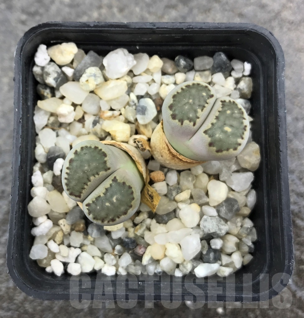 SHPR10280 Lithops salicola C049