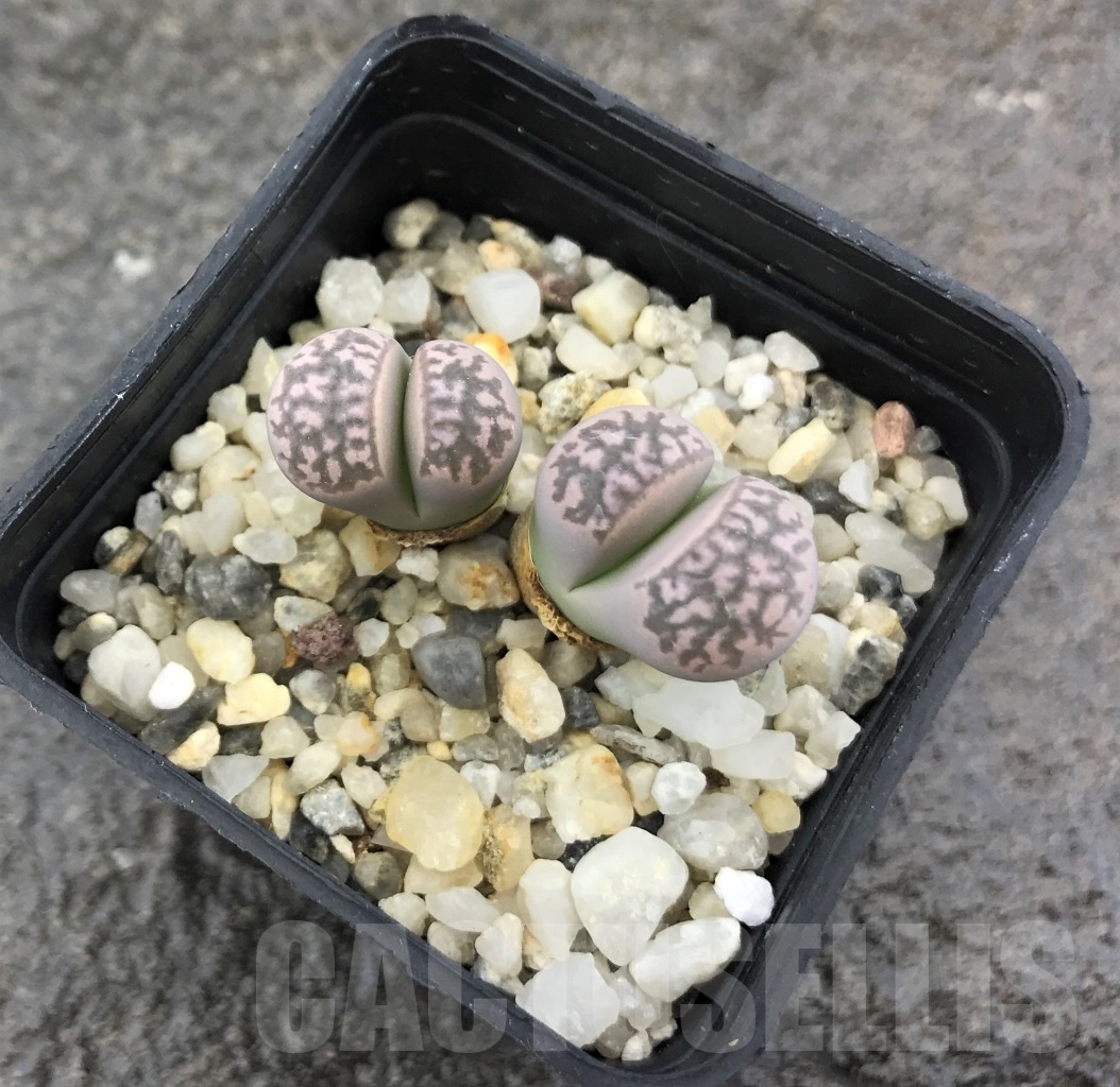 SHPR10282 Lithops marmorata v marmorata 'Framesii pink' Japan