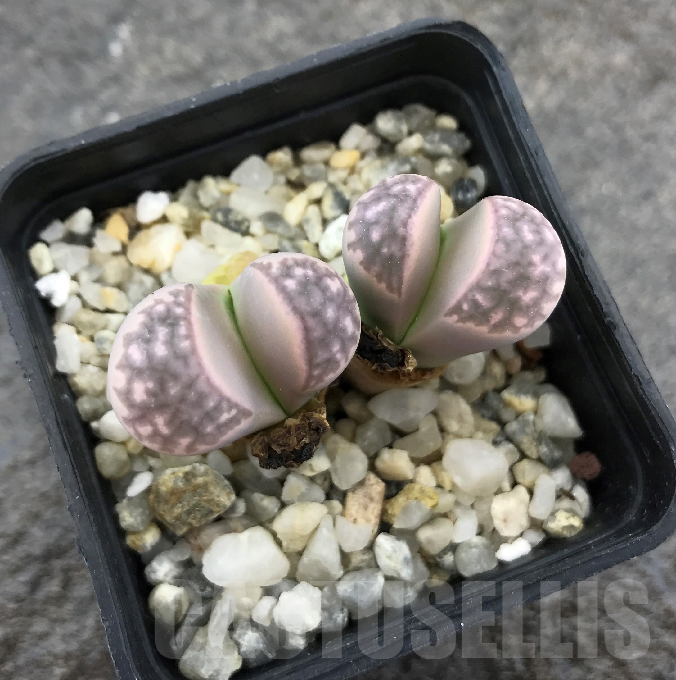 SHPR10283 Lithops marmorata v marmorata 'Framesii pink' Japan