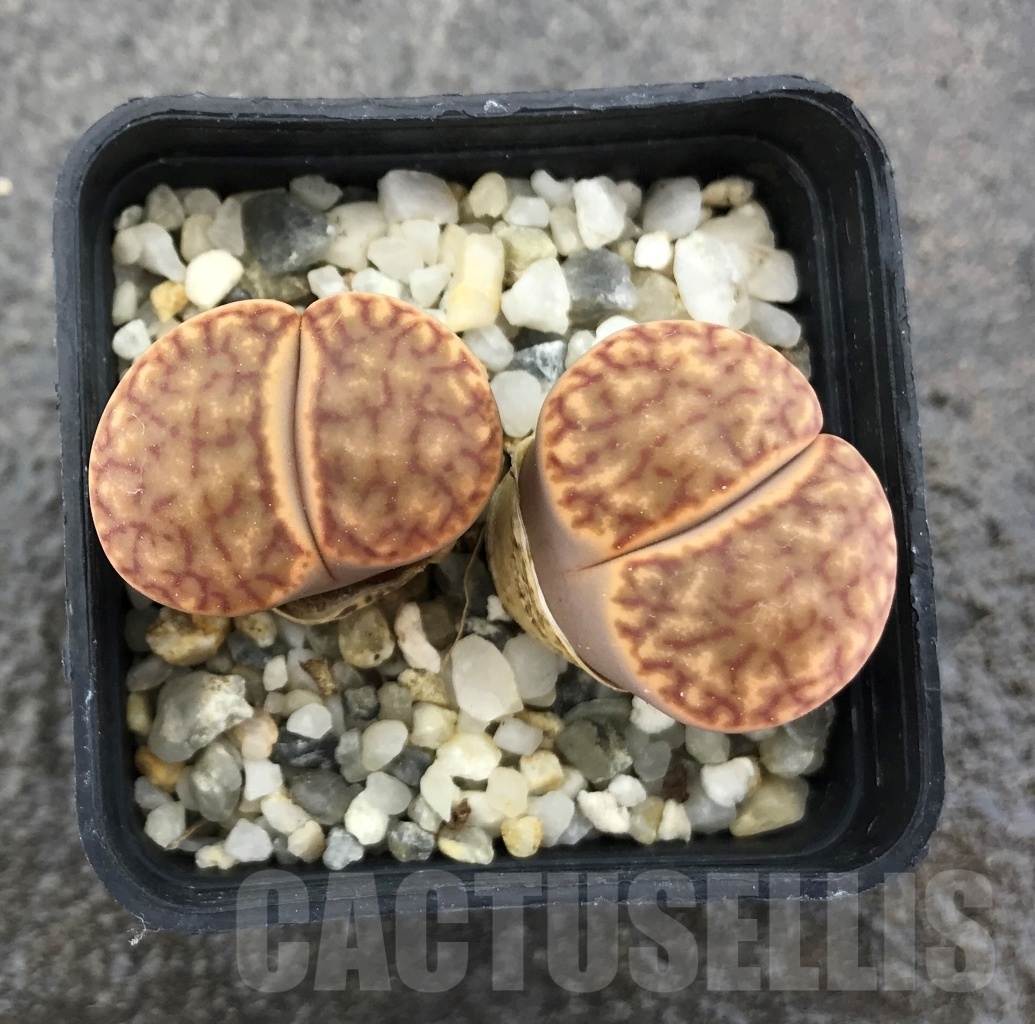 SHPR10288 Lithops bromfieldii C040