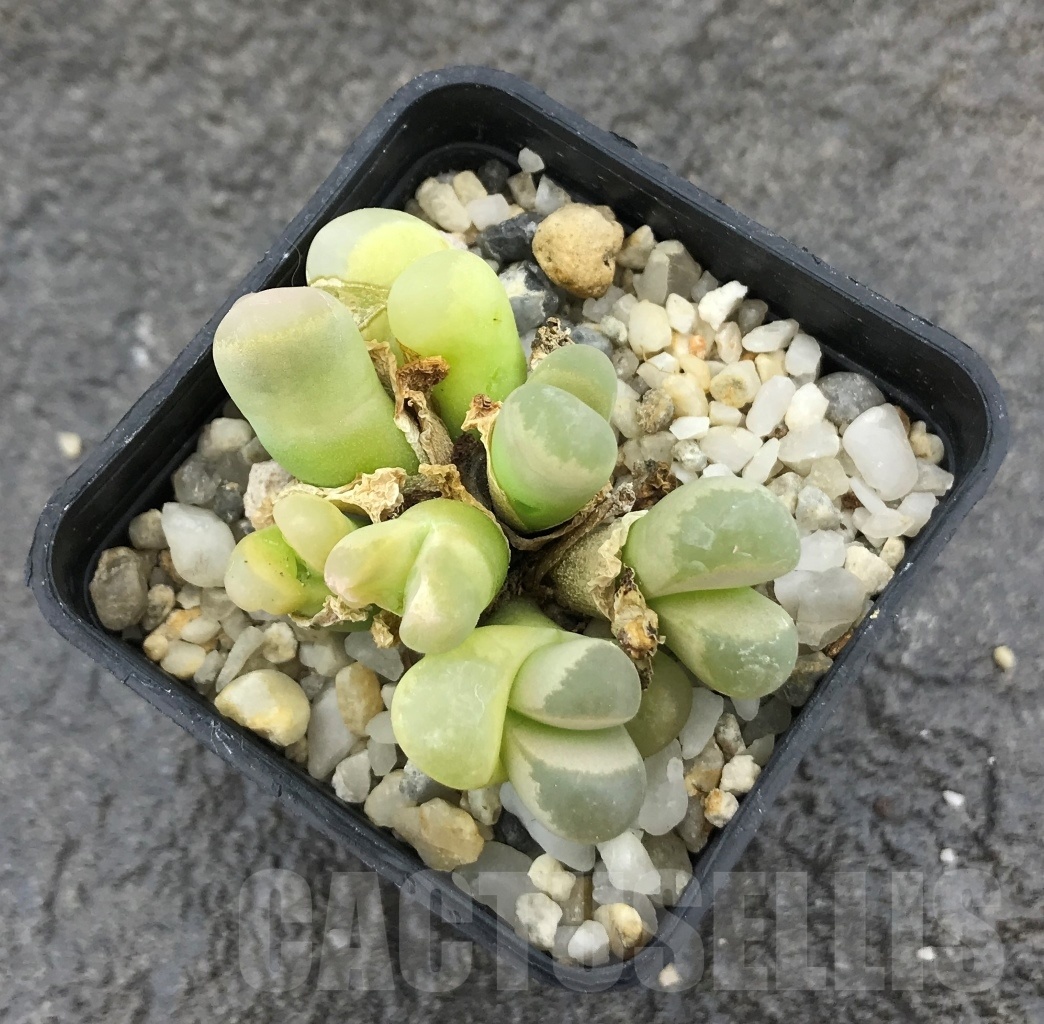 SHPR10291 Lithops optica