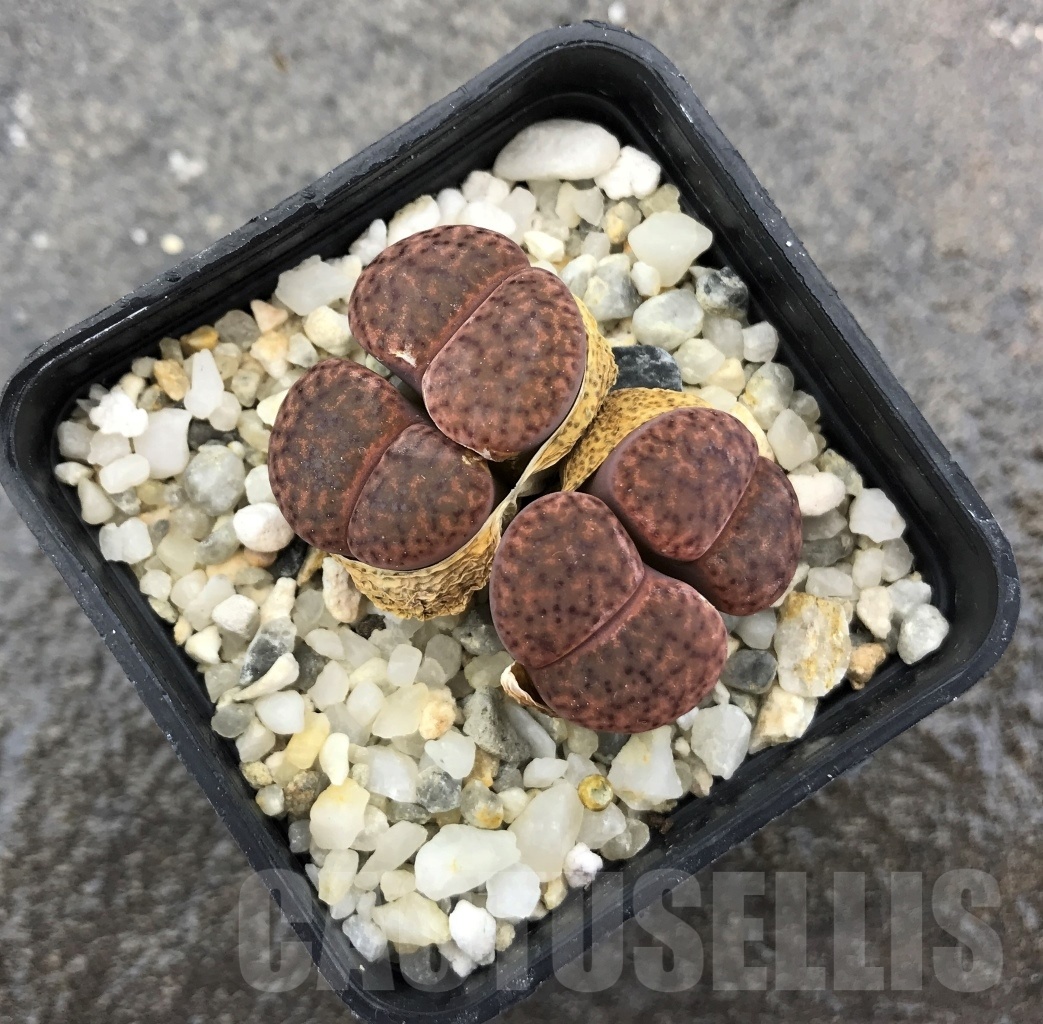 SHPR10294 Lithops bromfieldii 'Rubroroseus'