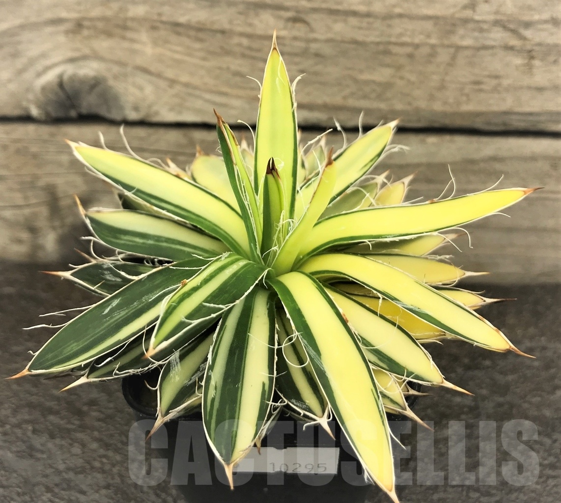 SHPR10295 Agave filifera variegata