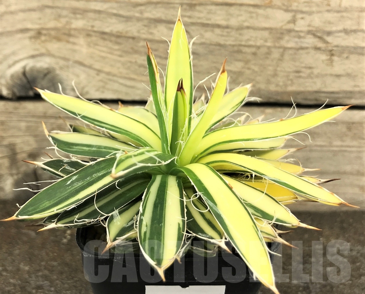 SHPR10295 Agave filifera variegata - immagine 2