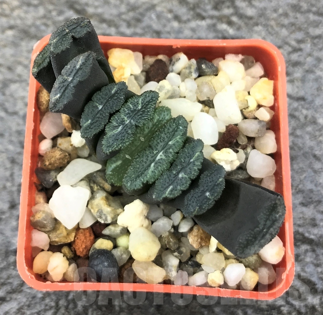 SHPR10296 Haworthia truncata -Japan - seedling - Image 2