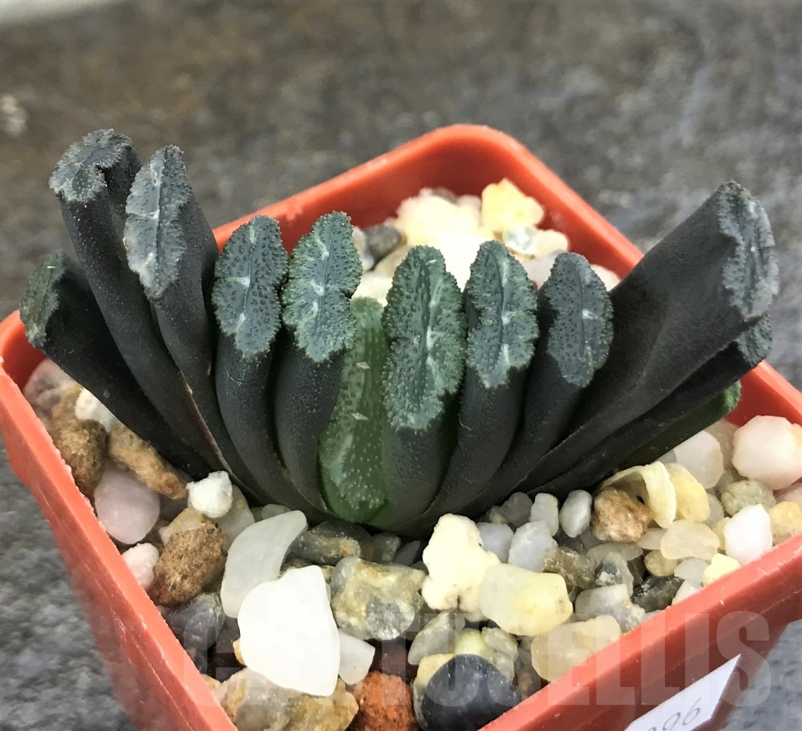 SHPR10296 Haworthia truncata -Japan - seedling