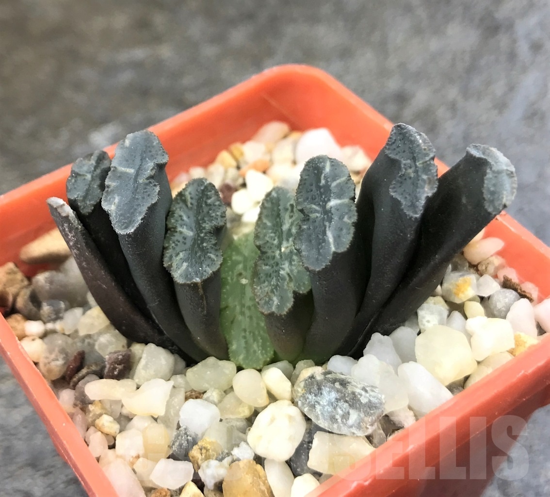 SHPR10297 Haworthia truncata -Japan - seedling
