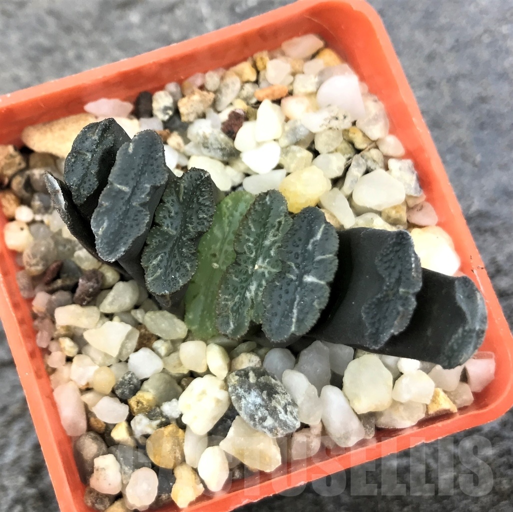 SHPR10297 Haworthia truncata -Japan - seedling - Image 2