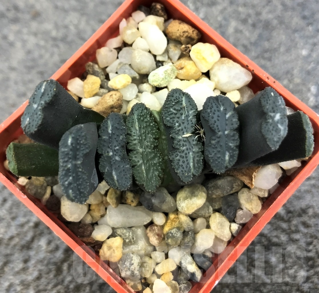 SHPR10298 Haworthia truncata -Japan - seedling - Image 2