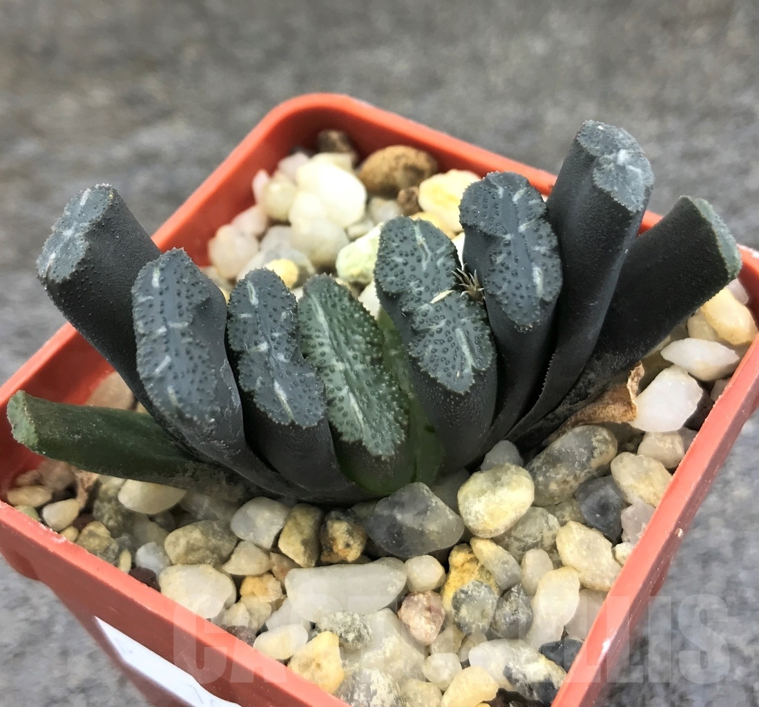 SHPR10298 Haworthia truncata -Japan - seedling