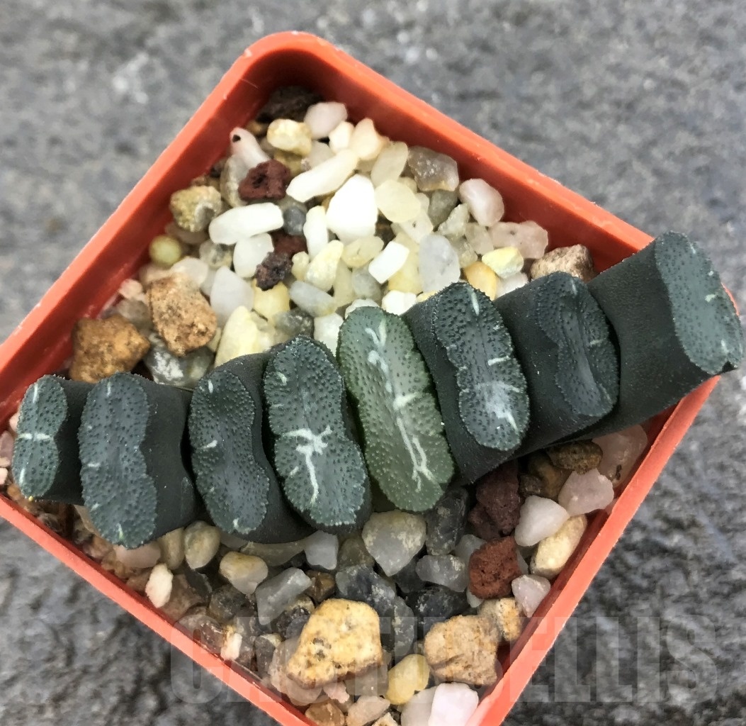 SHPR10299 Haworthia truncata -Japan - seedling - Image 2