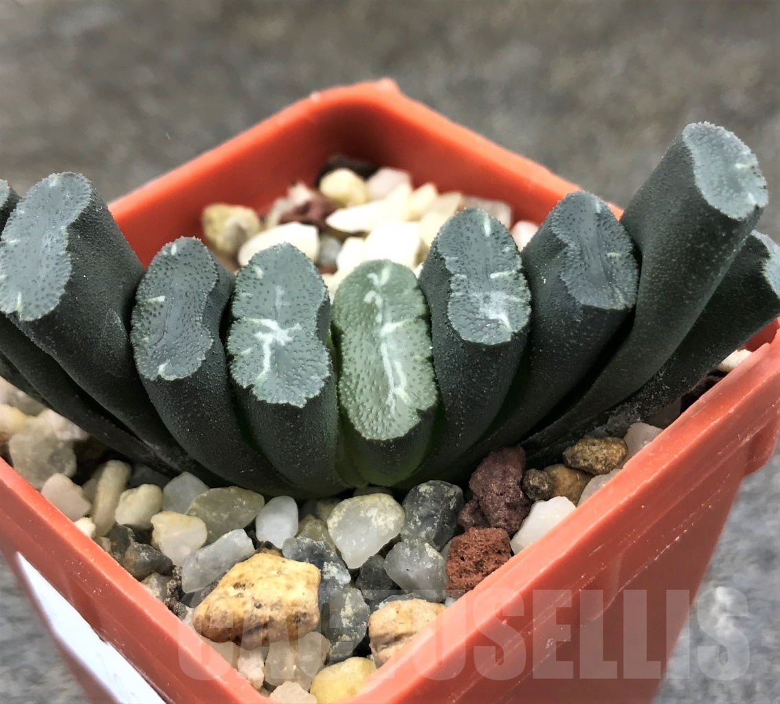 SHPR10299 Haworthia truncata -Japan - seedling