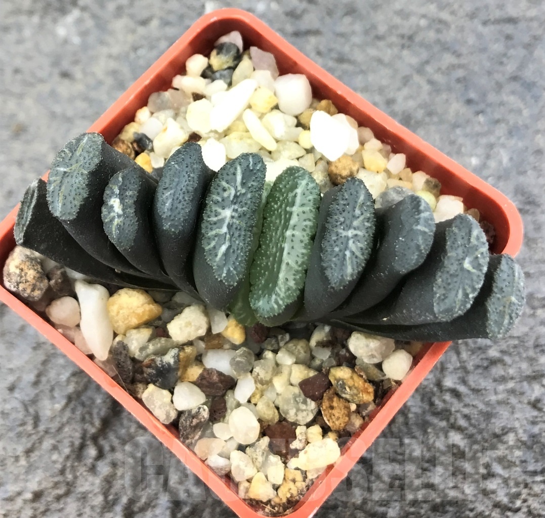 SHPR10300 Haworthia truncata -Japan - seedling - Image 2