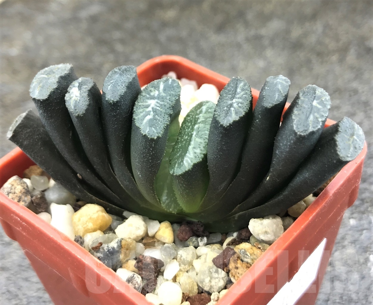 SHPR10300 Haworthia truncata -Japan - seedling