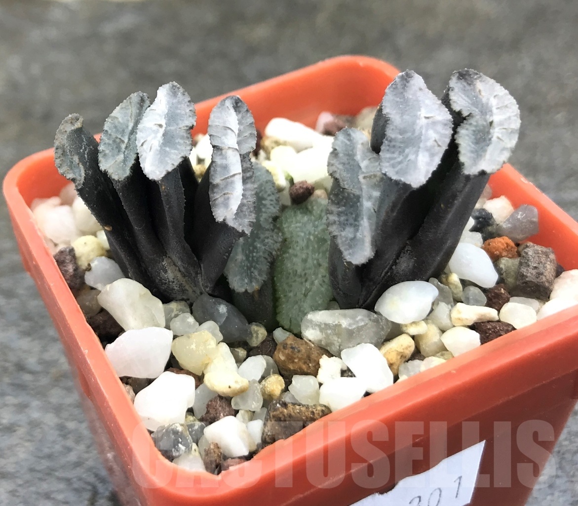 SHPR10301 Haworthia truncata -Japan - seedling