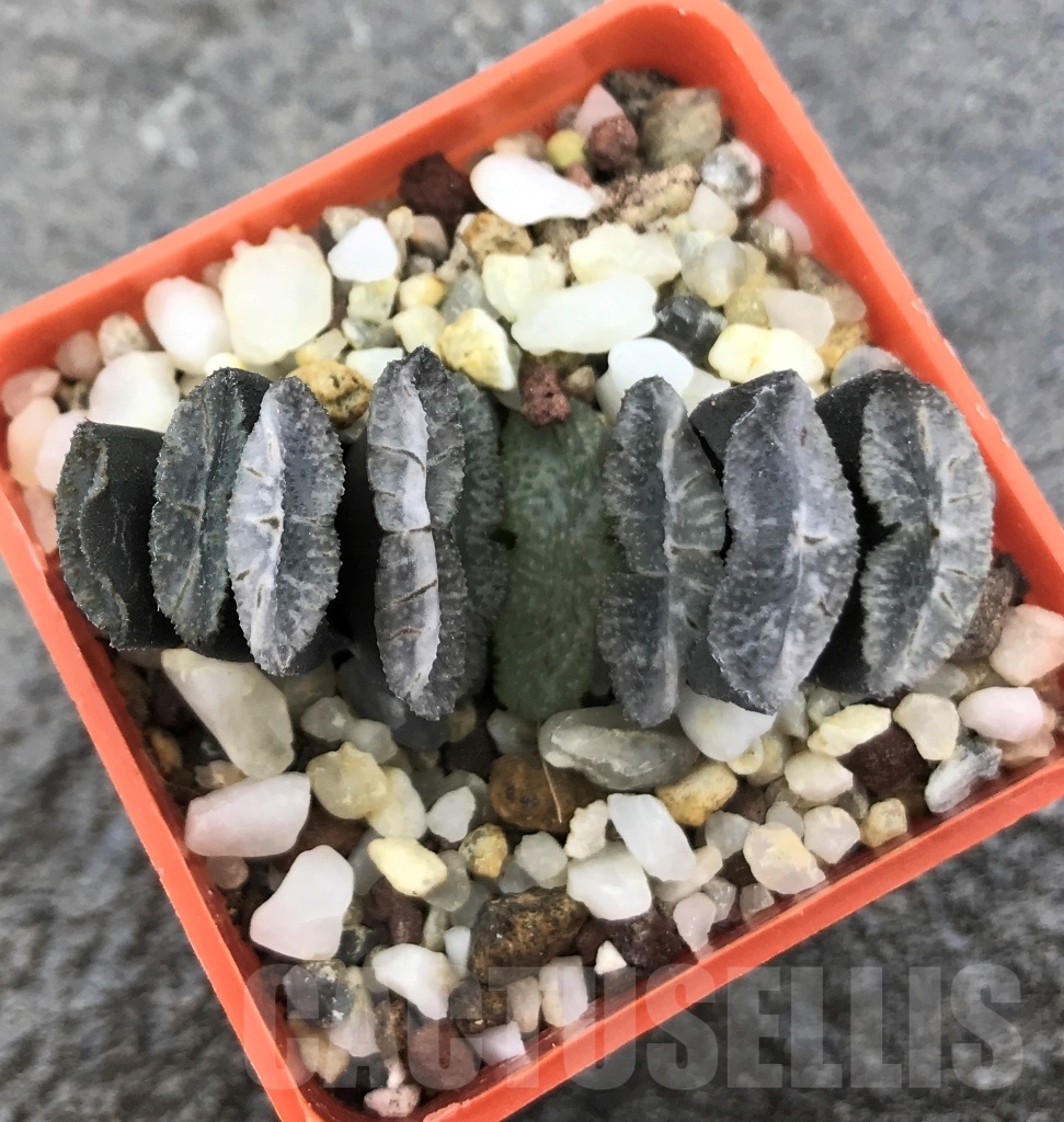 SHPR10301 Haworthia truncata -Japan - seedling - Image 2
