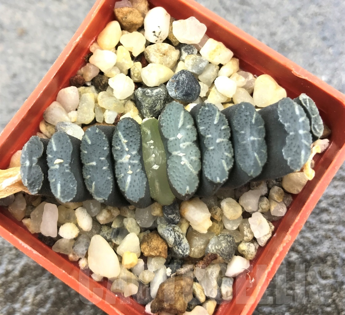 SHPR10302 Haworthia truncata -Japan - seedling - Image 2
