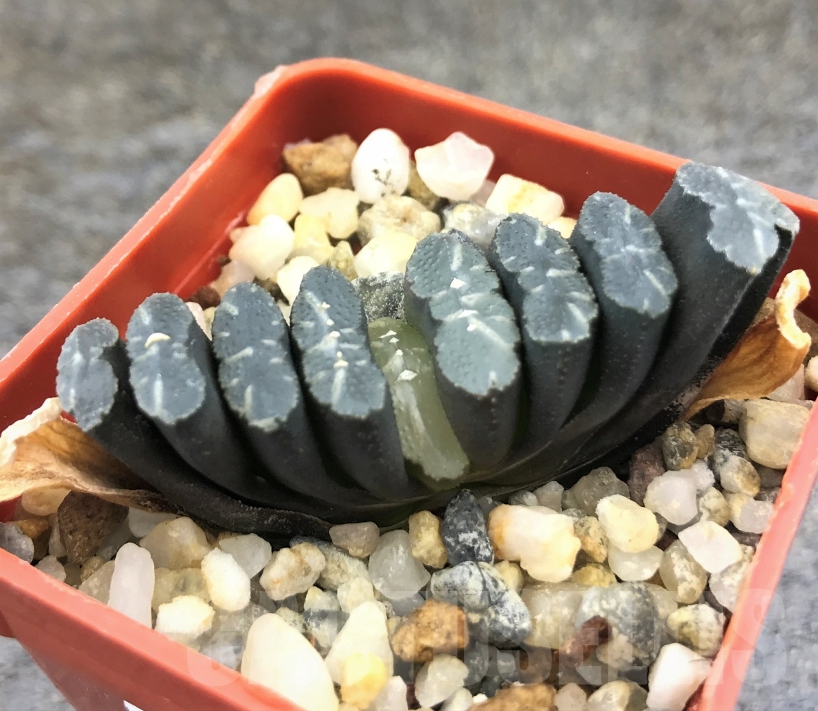 SHPR10302 Haworthia truncata -Japan - seedling