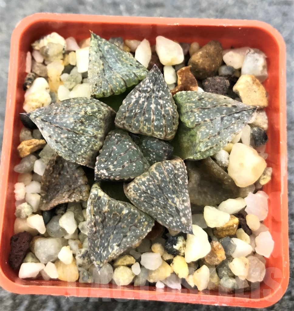 SHPR10304 Haworthia picta