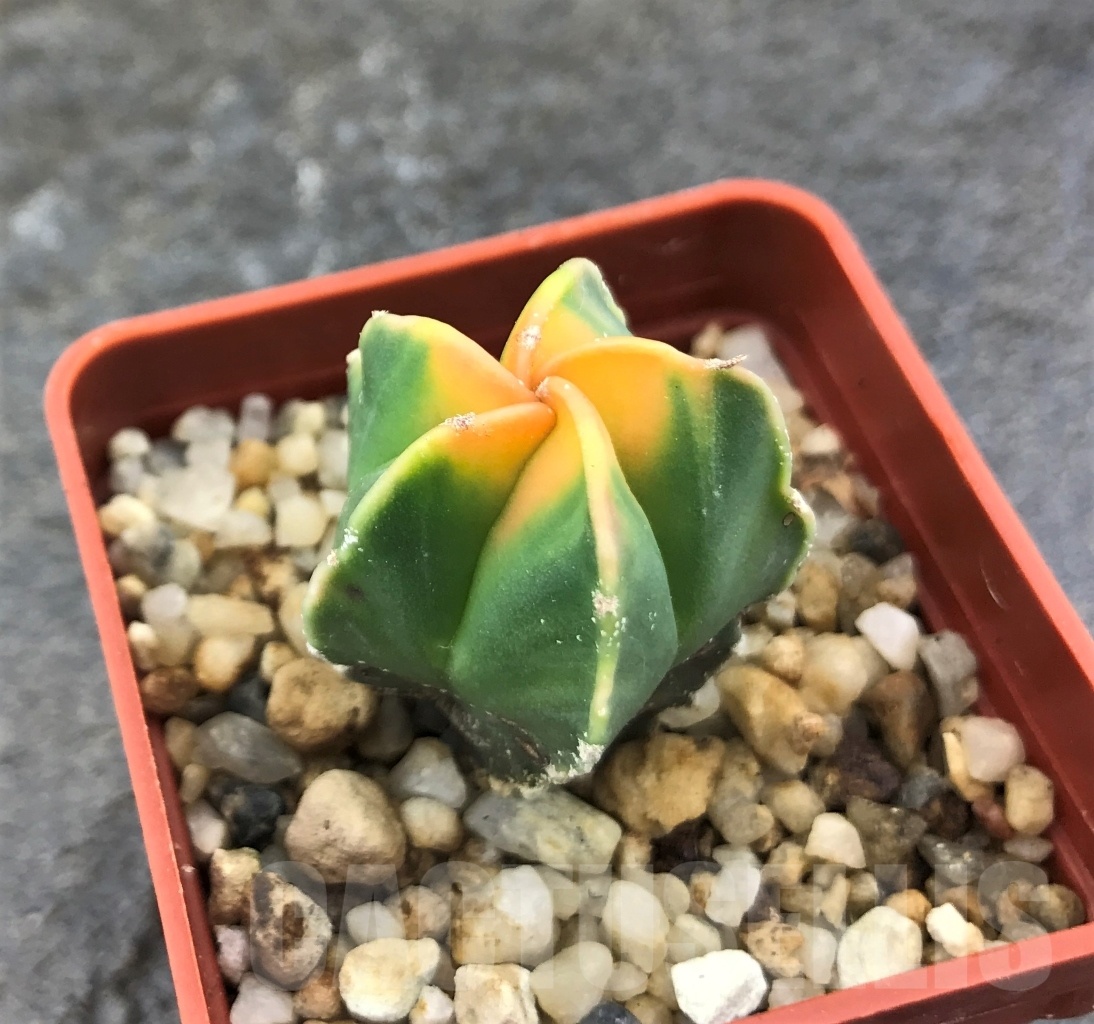 SHPR10309 Astrophytum myriostigma 'Kikko' variegata