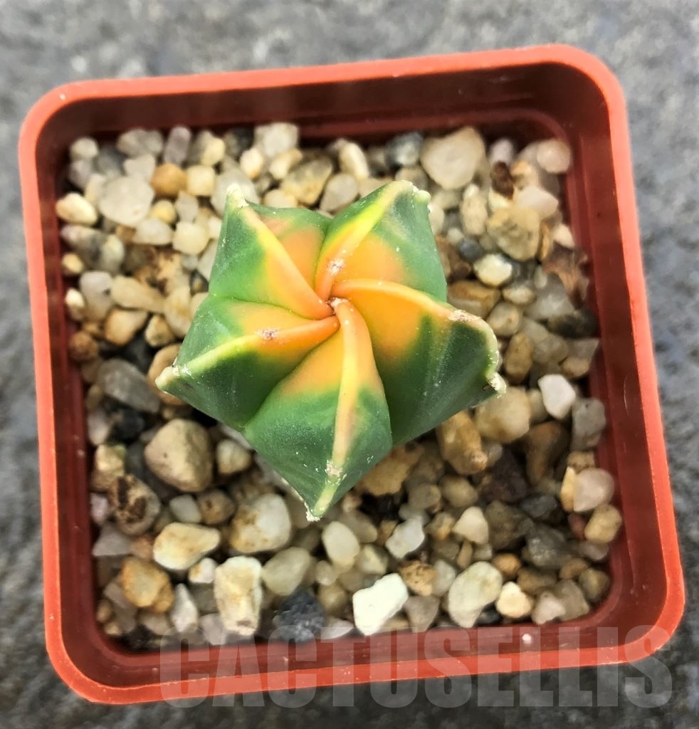 SHPR10309 Astrophytum myriostigma 'Kikko' variegata - Image 2