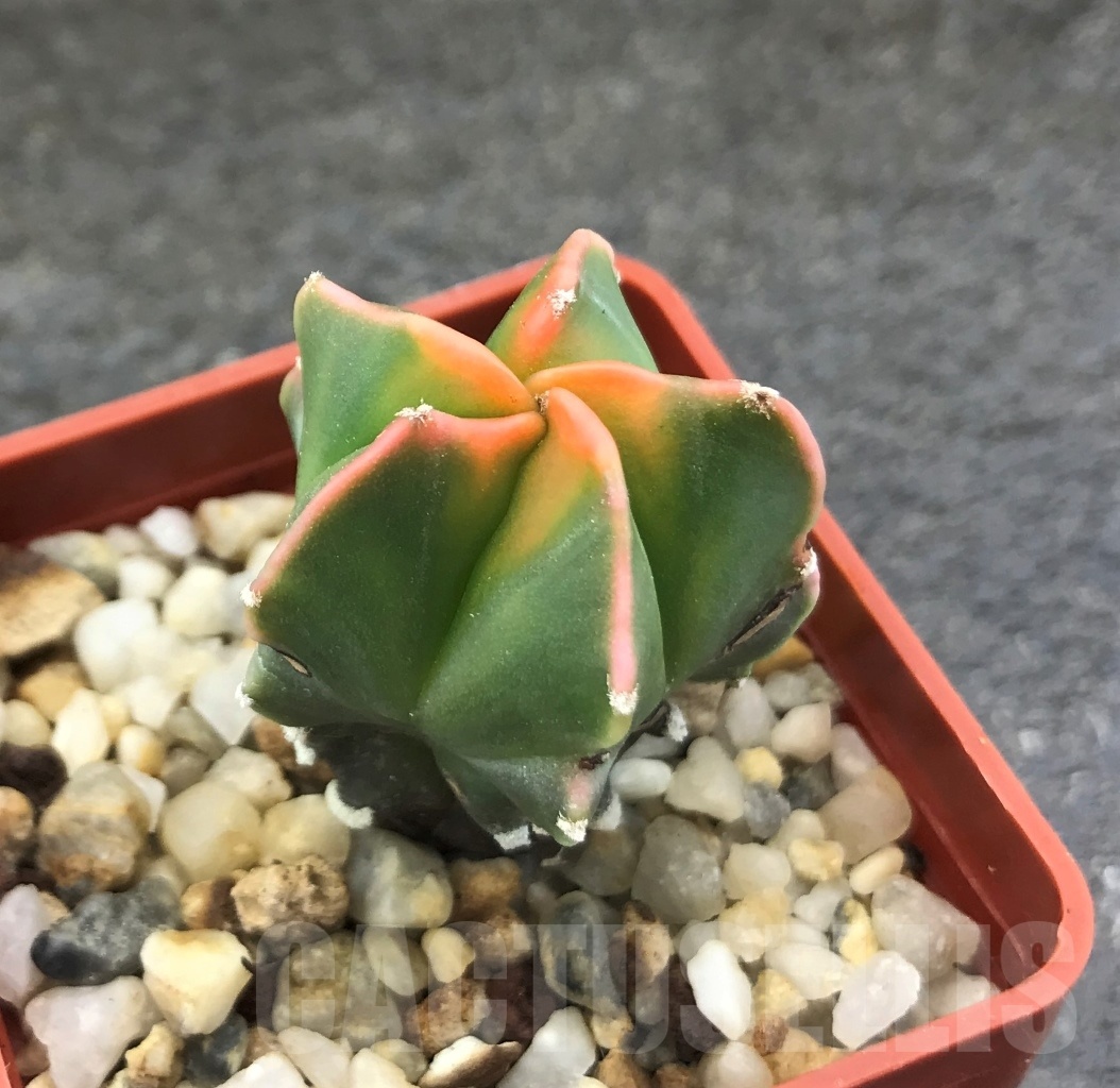 SHPR10310 Astrophytum myriostigma 'Kikko' variegata