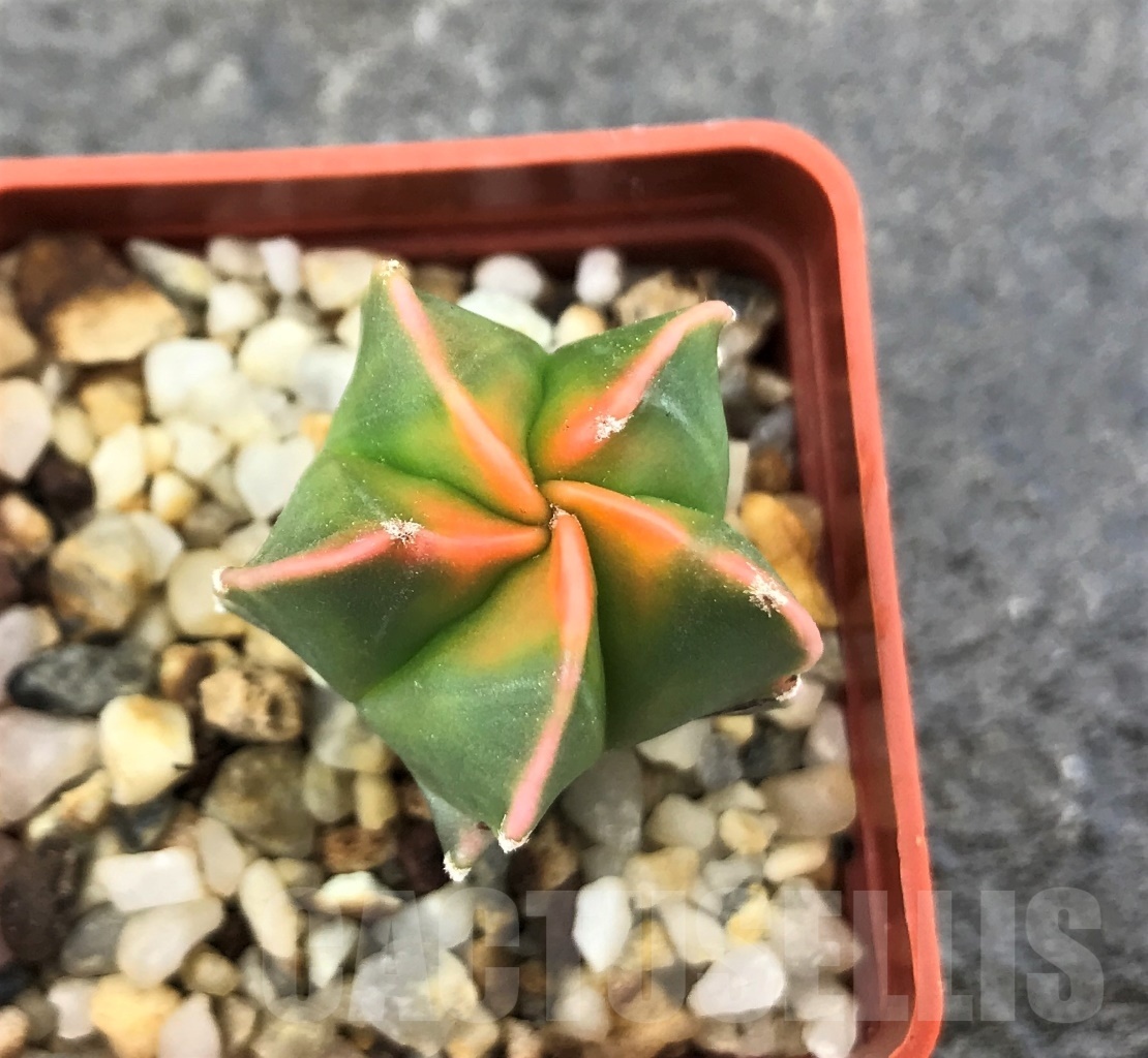 SHPR10310 Astrophytum myriostigma 'Kikko' variegata - Image 2