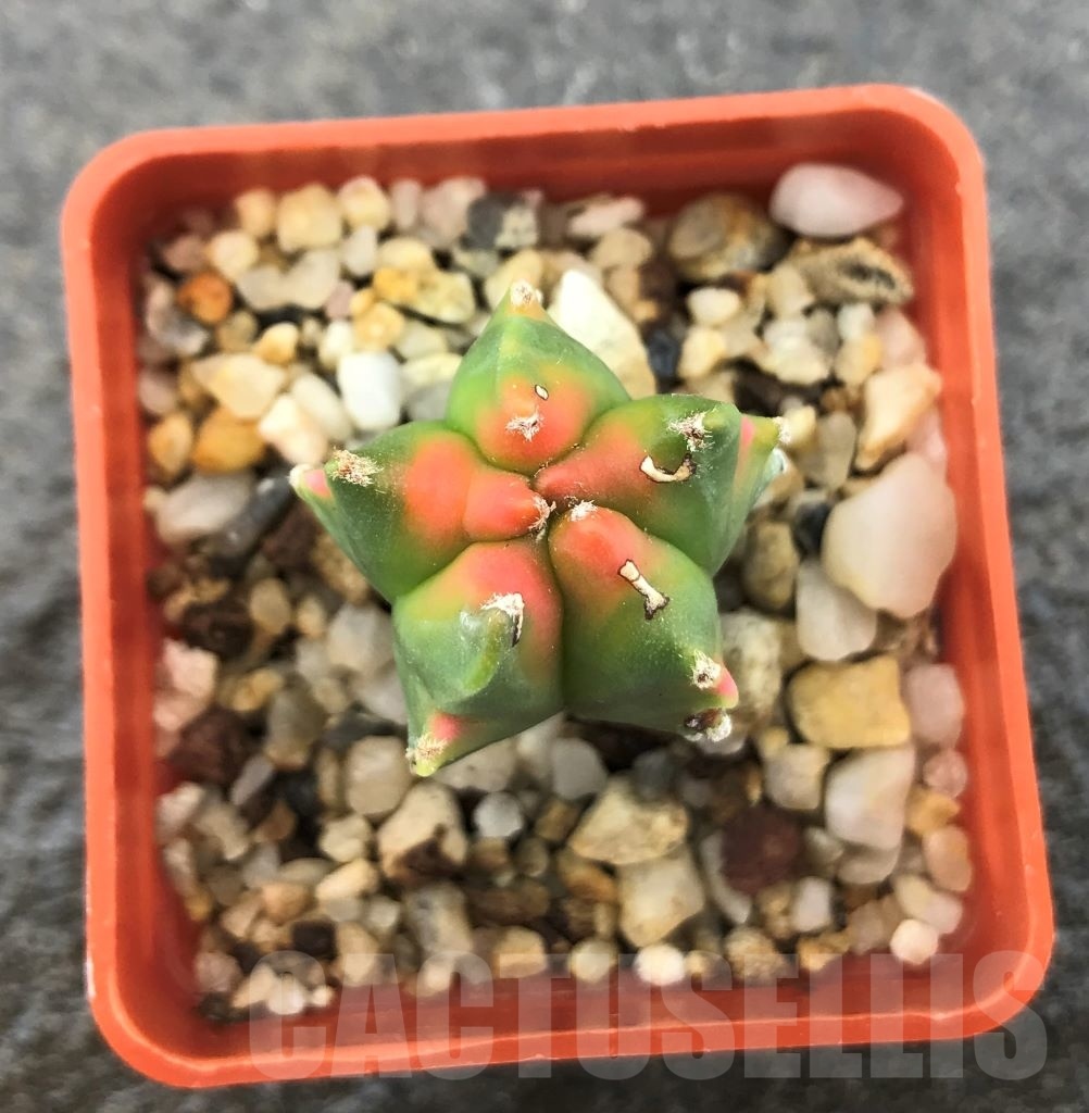 SHPR10311 Astrophytum myriostigma 'Kikko' variegata - Image 2