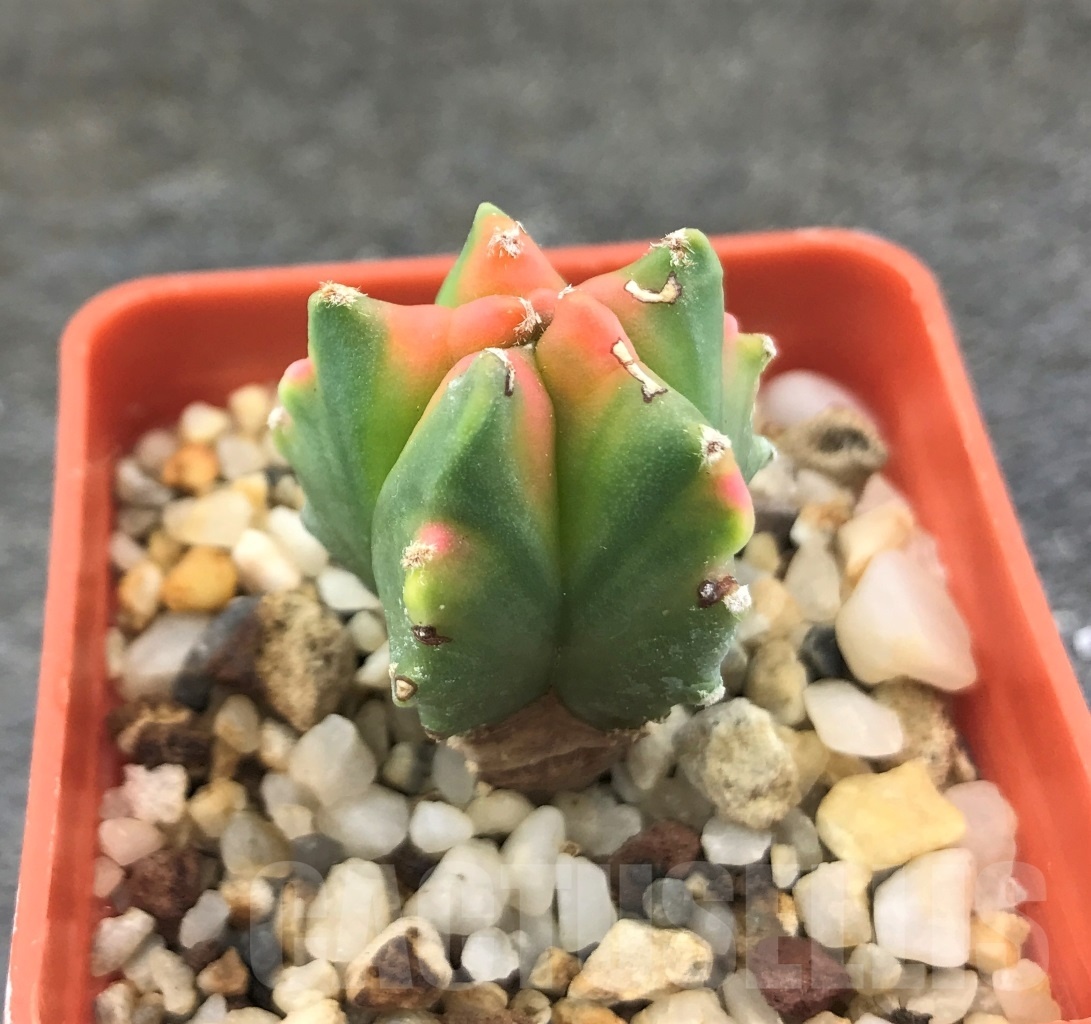 SHPR10311 Astrophytum myriostigma 'Kikko' variegata