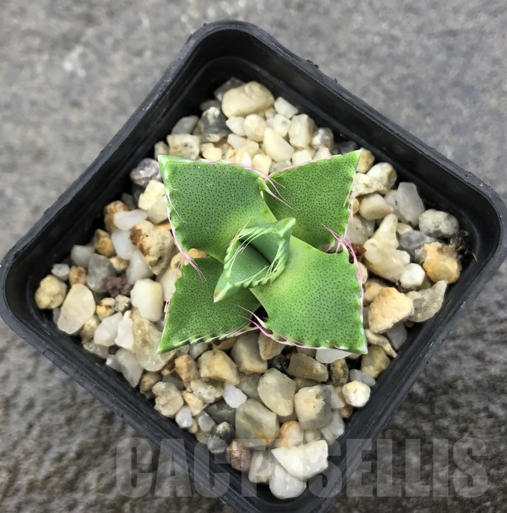 SHPR10312 Faucaria candida - 画像 (2)