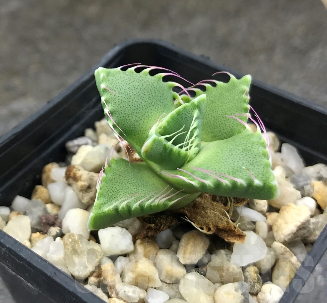 SHPR10312 Faucaria candida