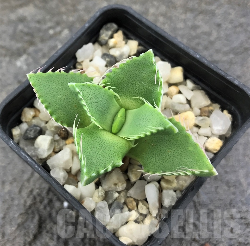 SHPR10314 Faucaria candida - immagine 2