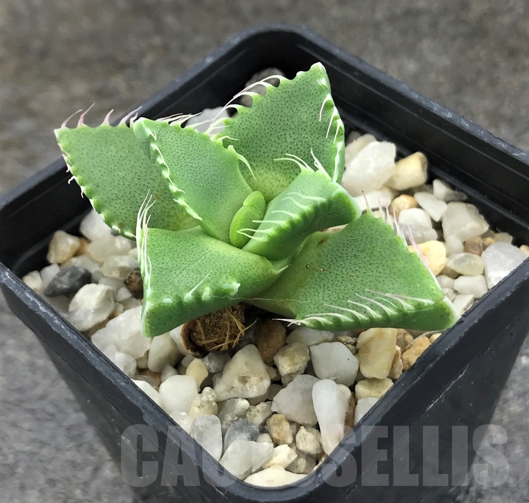 SHPR10314 Faucaria candida