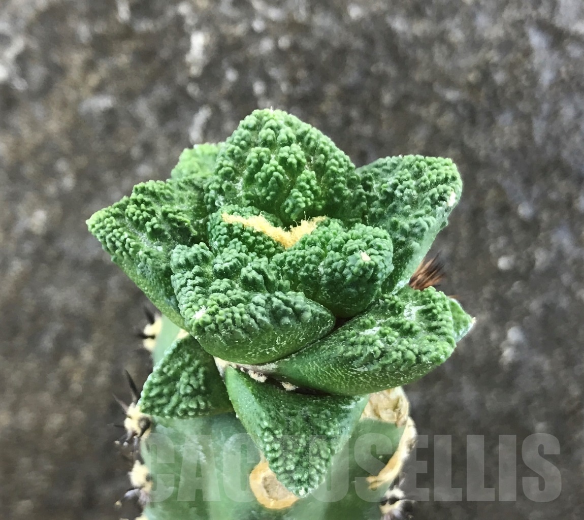 SHPR10315 Ariocarpus fissuratus var. hintonii, grafted