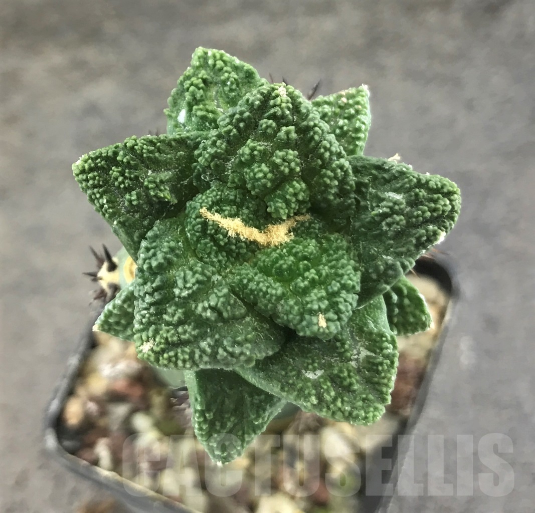SHPR10315 Ariocarpus fissuratus var. hintonii, grafted - Зображення 2