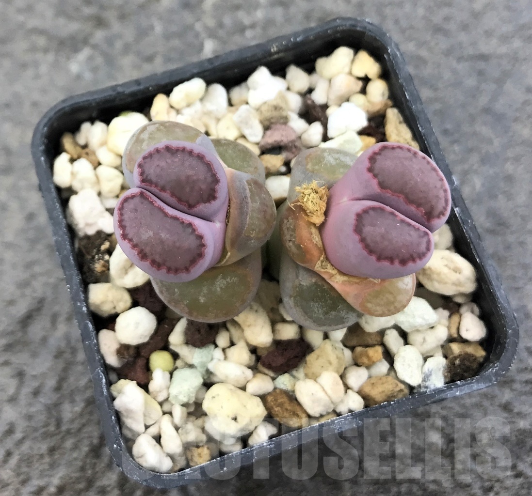 SHPR10317 Lithops salicola 'Bacchus'