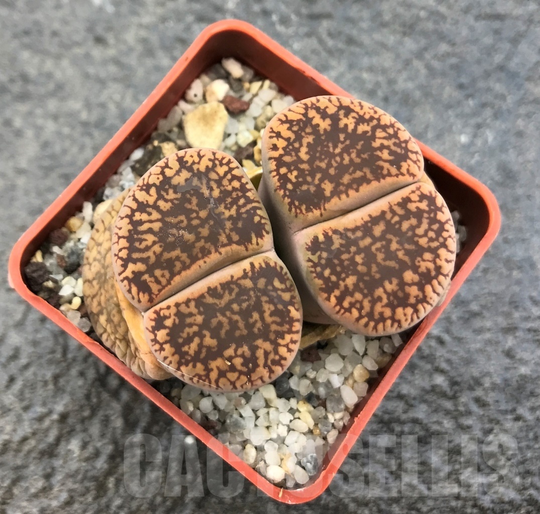 SHPR10319 Lithops aucampiae