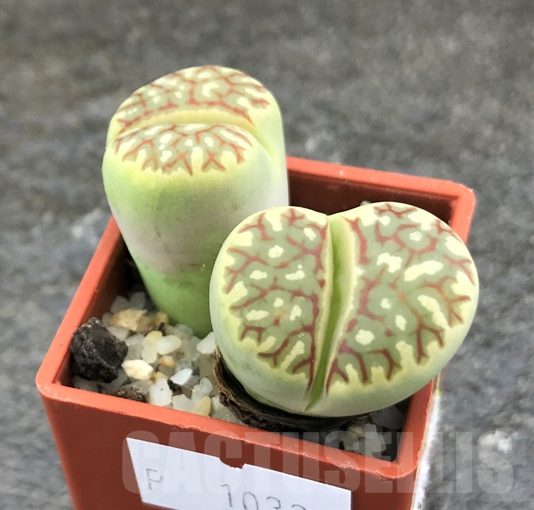 SHPR10321 Lithops dorotheae C124