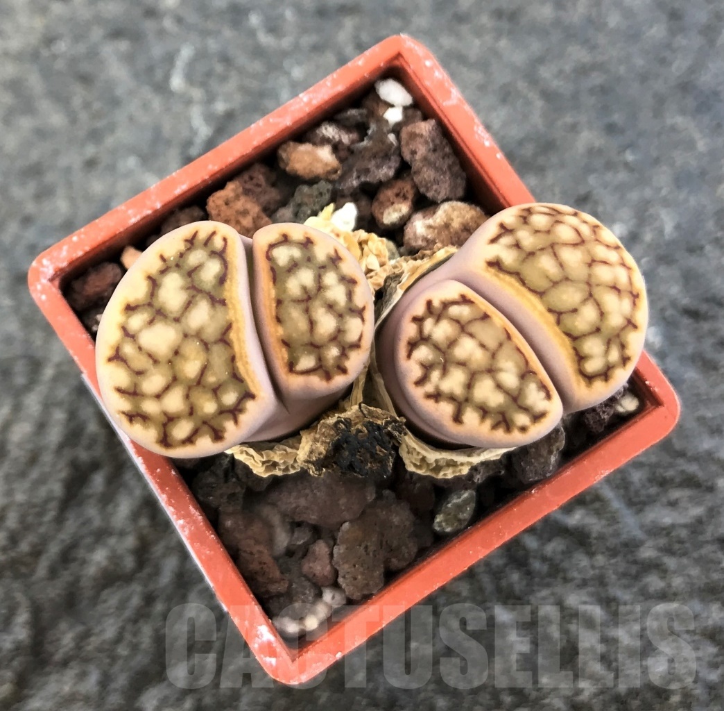 SHPR10322 Lithops julii v. reticulata