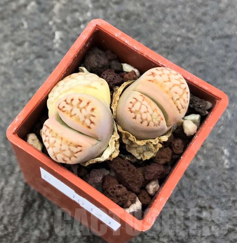SHPR10323 Lithops julii v. reticulata