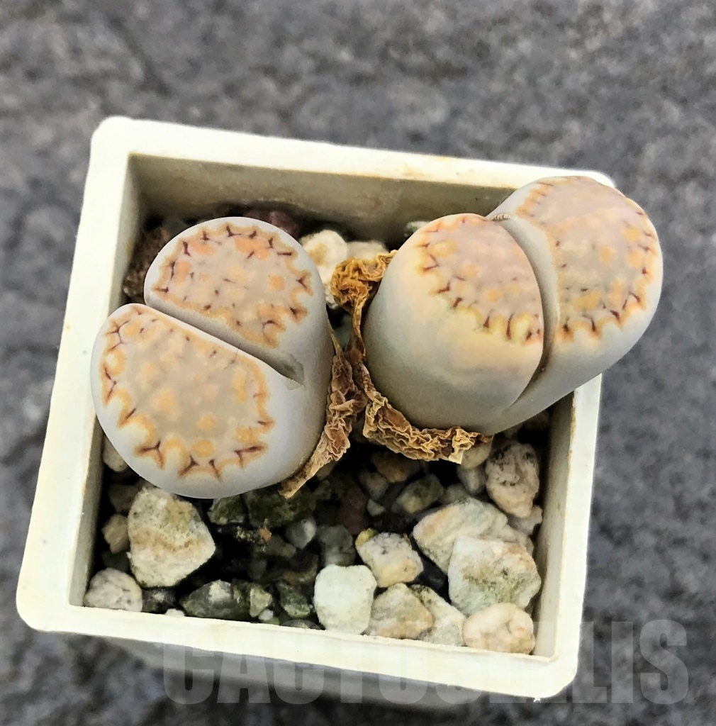 SHPR10325 Lithops julii ssp. fulleri v. rouxii C215