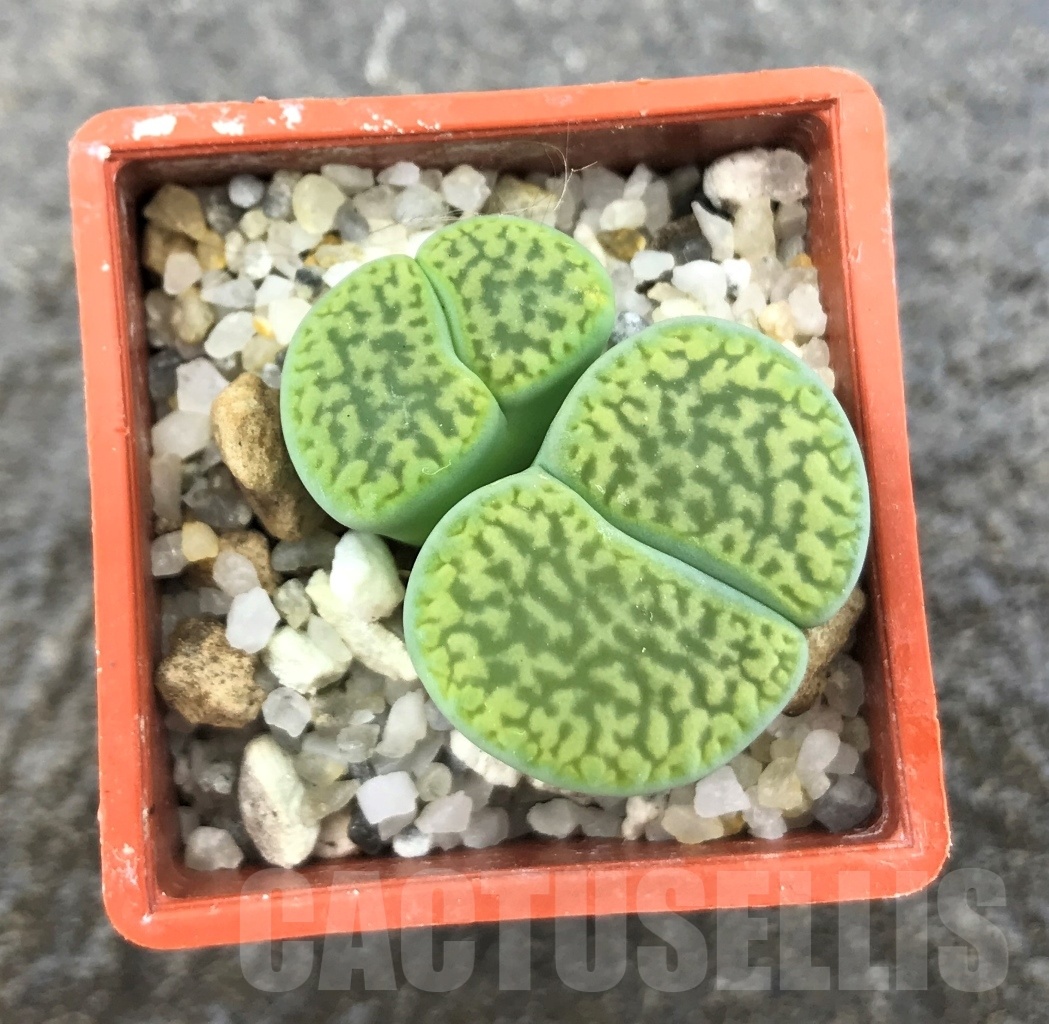 SHPR10329 Lithops hookeri var. dabneri cv. Annarosa, 2 heads