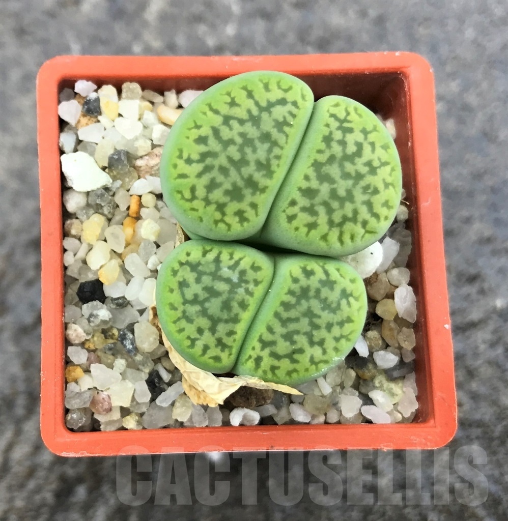 SHPR10330 Lithops hookeri var. dabneri cv. Annarosa, 2 heads