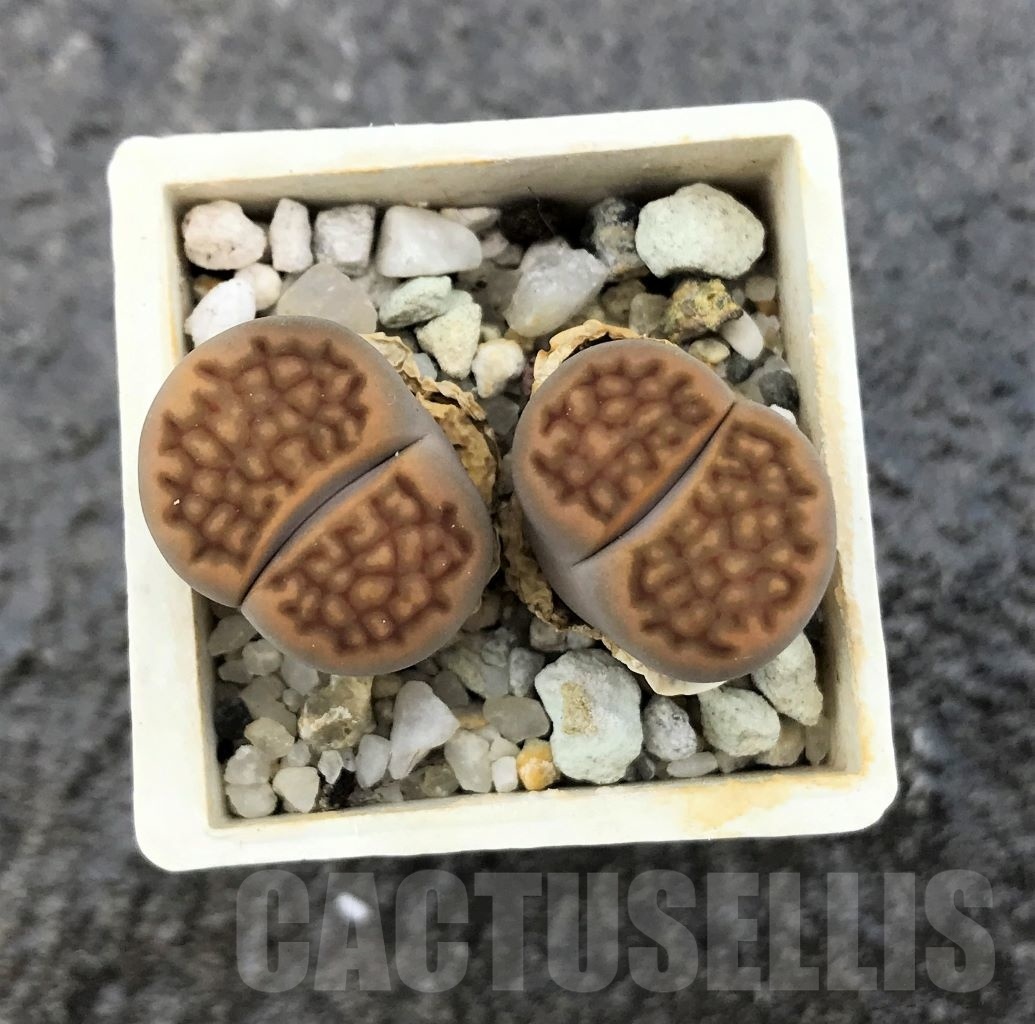SHPR10331 Lithops hallii v. ochracea, 2heads