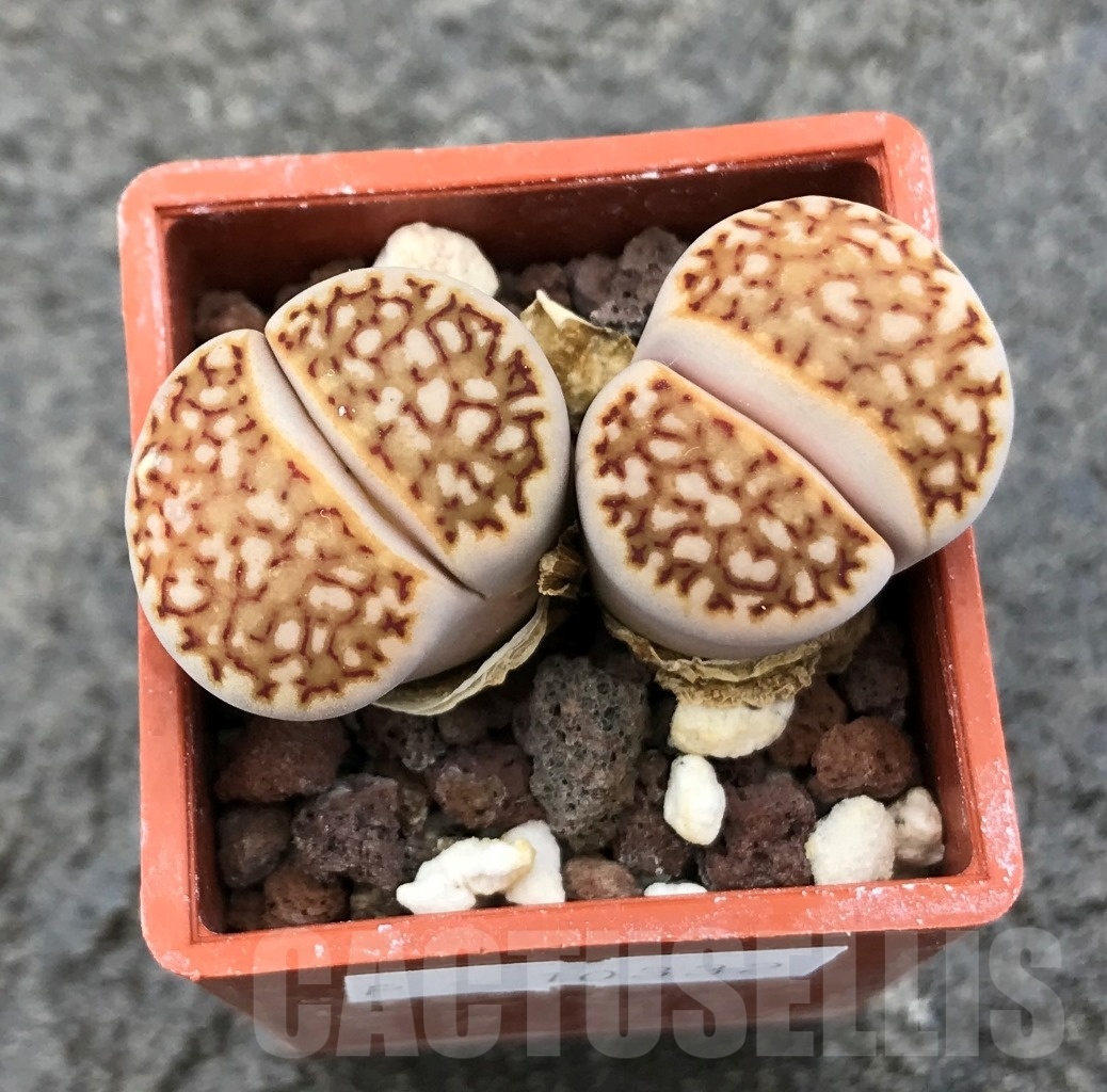 SHPR10332 Lithops julii ssp. julii cv. ‘Kikushogiyoku x Lithops hookeri, 2 heads