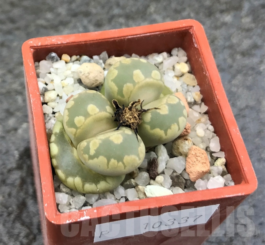 SHPR10337 Lithops otzeniana C128, 2 heads