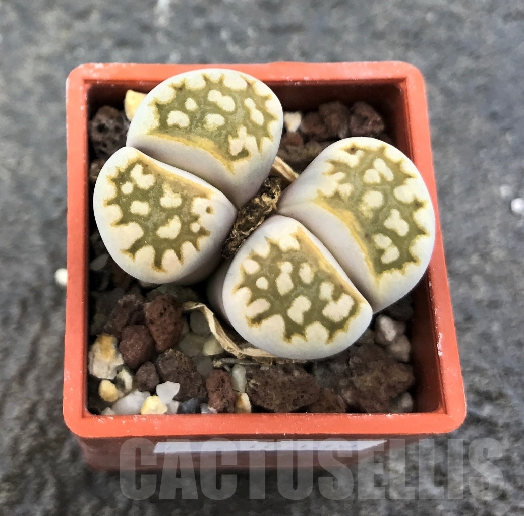 SHPR10339 Lithops julii brunea, 2 heads