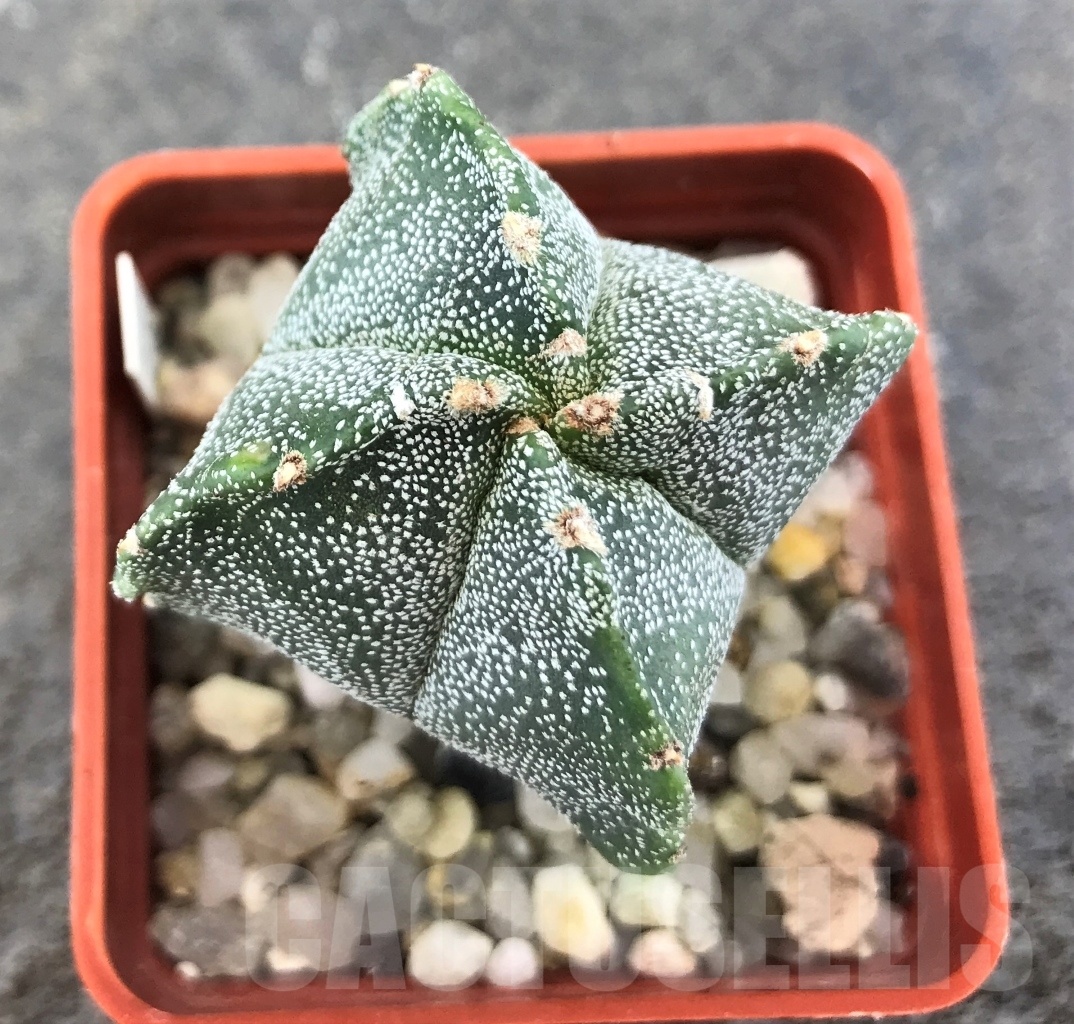 SHPR10343 Astrophytum myriostigma 'Kikko' - Image 2